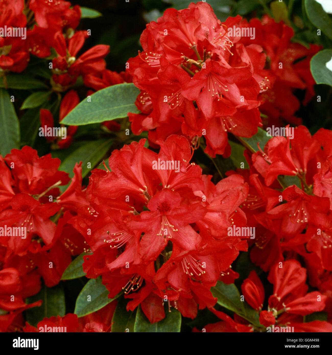 Rhododendron - `Doncaster' (Hardy Hybrid)   RHO016757 Stock Photo